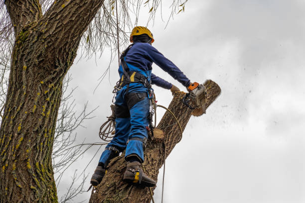 Best Tree Preservation Services  in Hubbard, TX