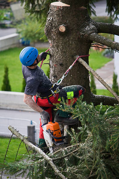 Best Tree Mulching  in Hubbard, TX