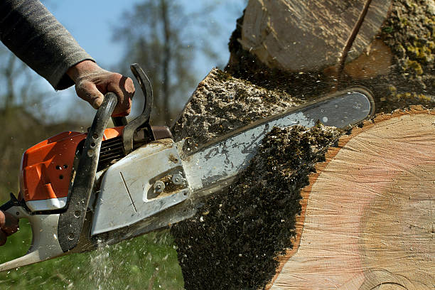 Best Tree Trimming and Pruning  in Hubbard, TX